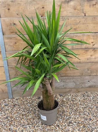 Yucca - a Cheeky Plant