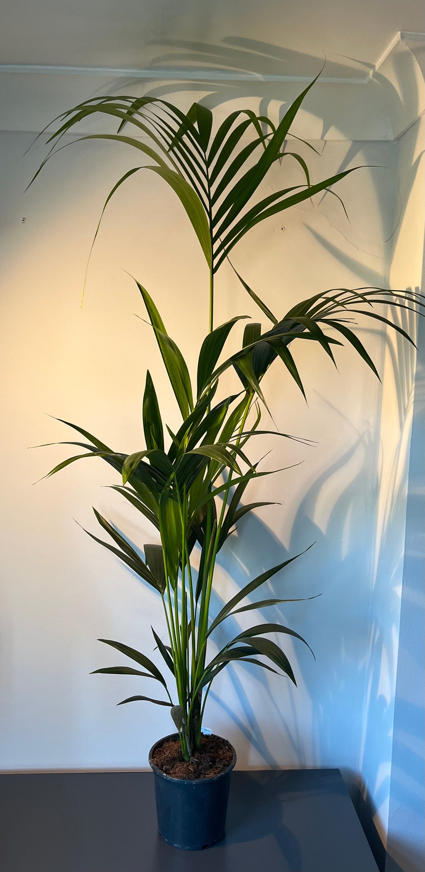 Howea Forsteriana - a Cheeky Plant