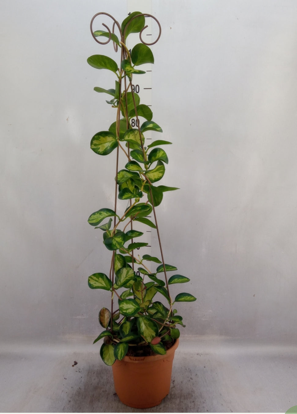 Hoya australis tenuipes 'Lisa' - a Cheeky Plant