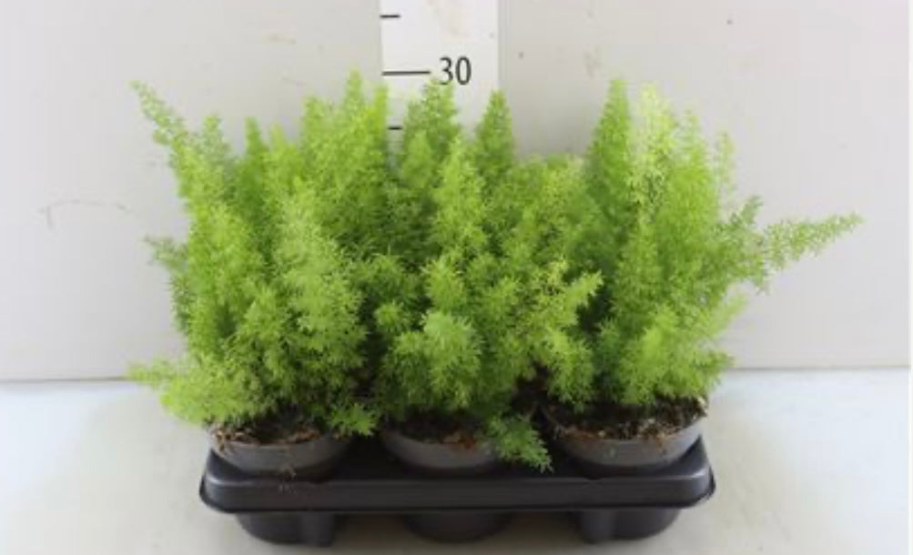 Asparagus fern (densiflorus myers) - a Cheeky Plant