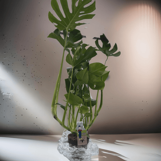 Monstera Deliciosa (95cm high) - a Cheeky Plant