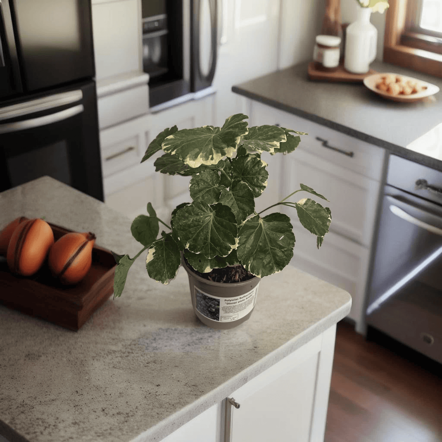 Dinner plant aralia (Polyecias Balfouriana) - a Cheeky Plant