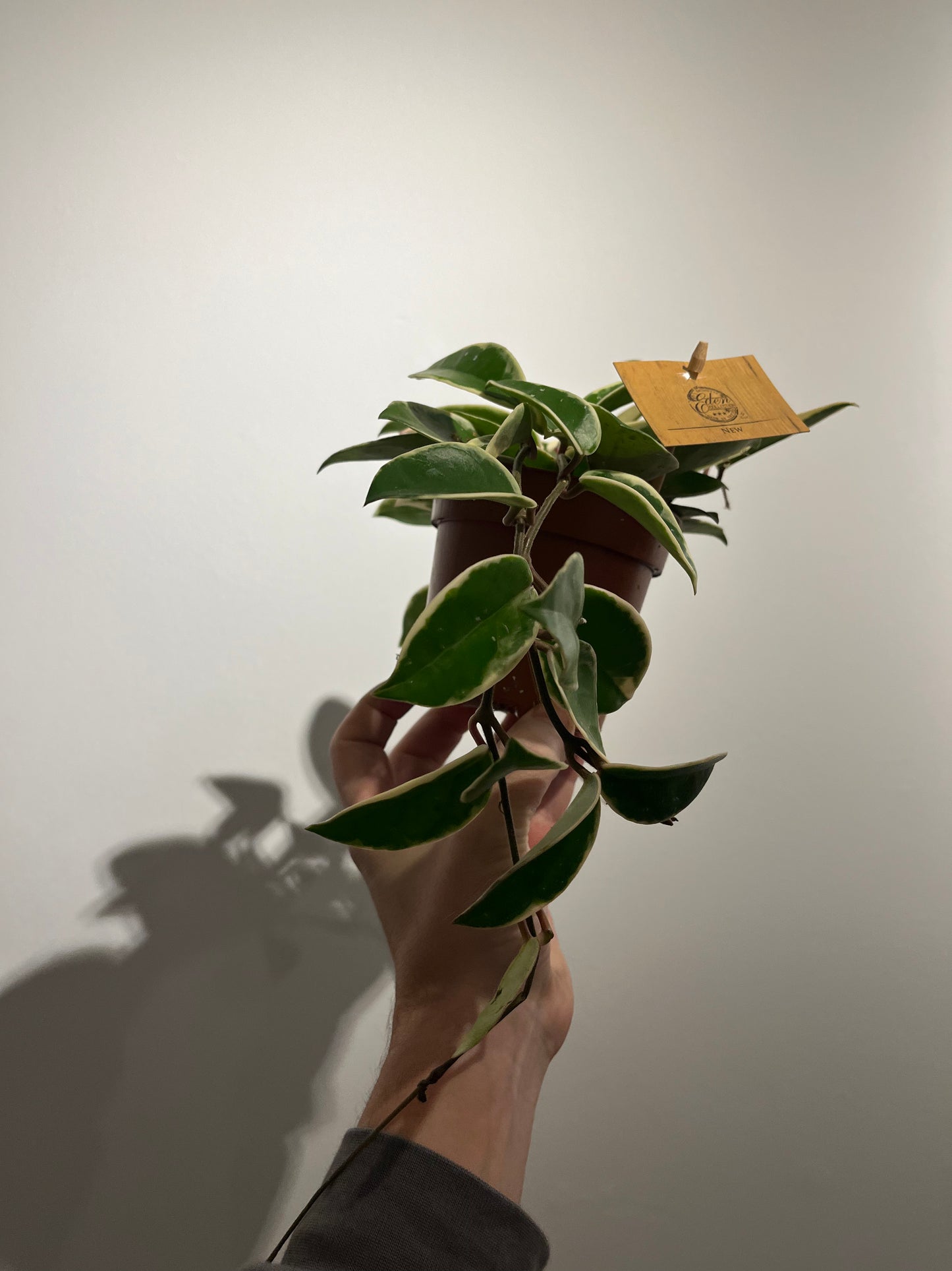 Hoya carnosa ‘krimson queen’ - a Cheeky Plant