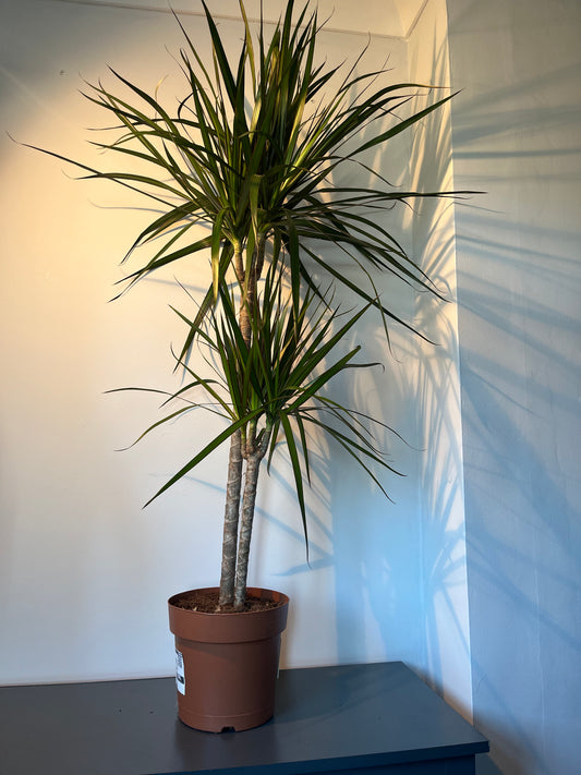 Draceana marginata - a Cheeky Plant