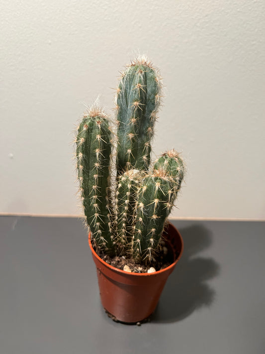 Cactus ‘Mixed’ - a Cheeky Plant