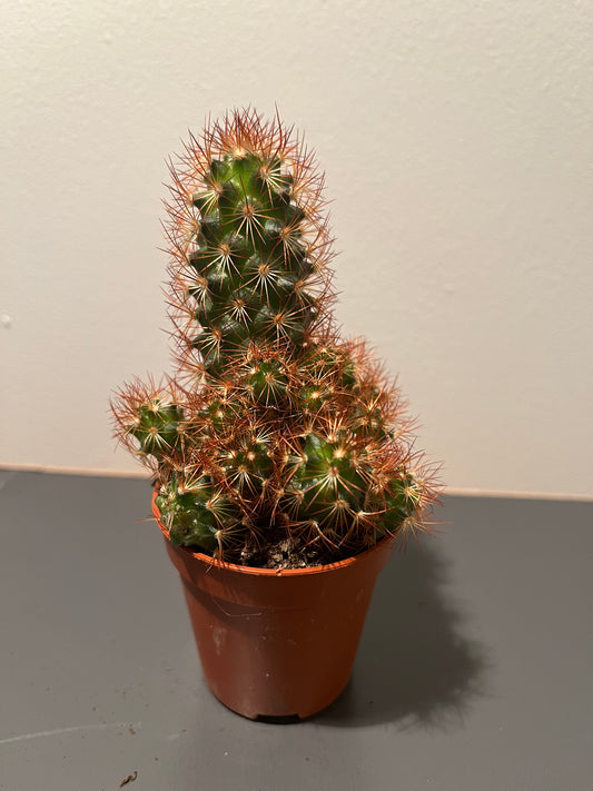 Cactus ‘Mixed’ - a Cheeky Plant