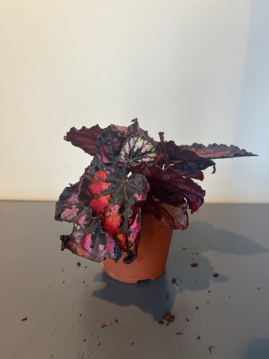 Begonia Rex Red