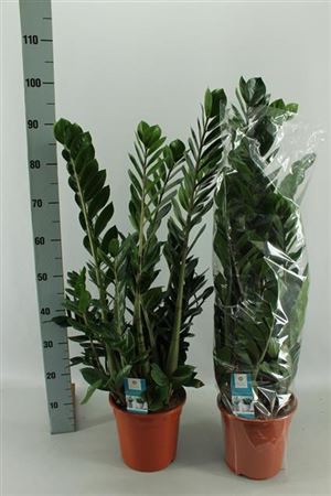 Zamioculcas Zamiifolia - a Cheeky Plant