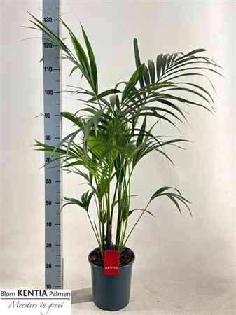 Howea Forsteriana - a Cheeky Plant