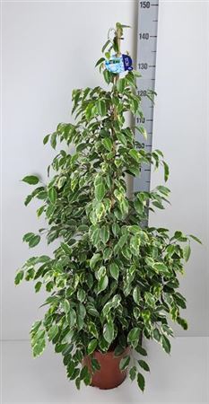 Ficus Golden King (Ficus benjamina) - a Cheeky Plant