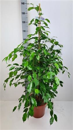Ficus Ben Exotica - a Cheeky Plant