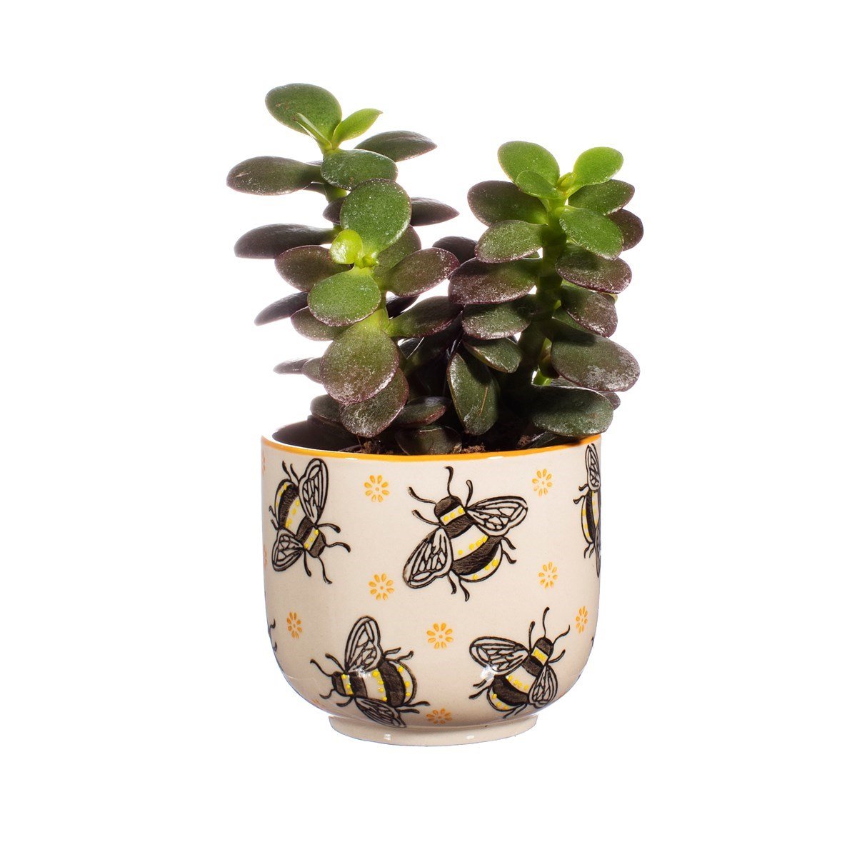 Busy Bees Small Planter - a Cheeky Plant