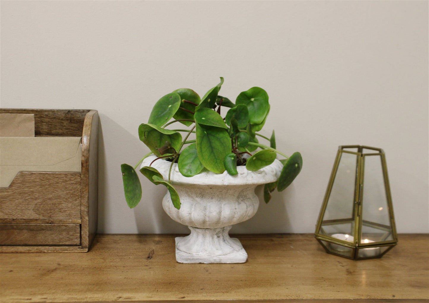Classic Low Urn Planter - a Cheeky Plant