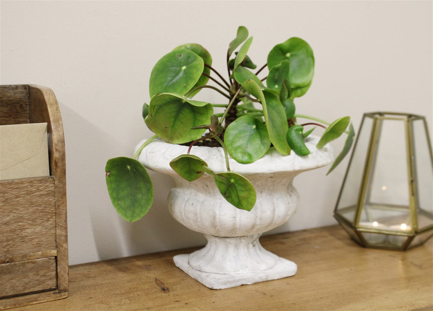 Classic Low Urn Planter - a Cheeky Plant
