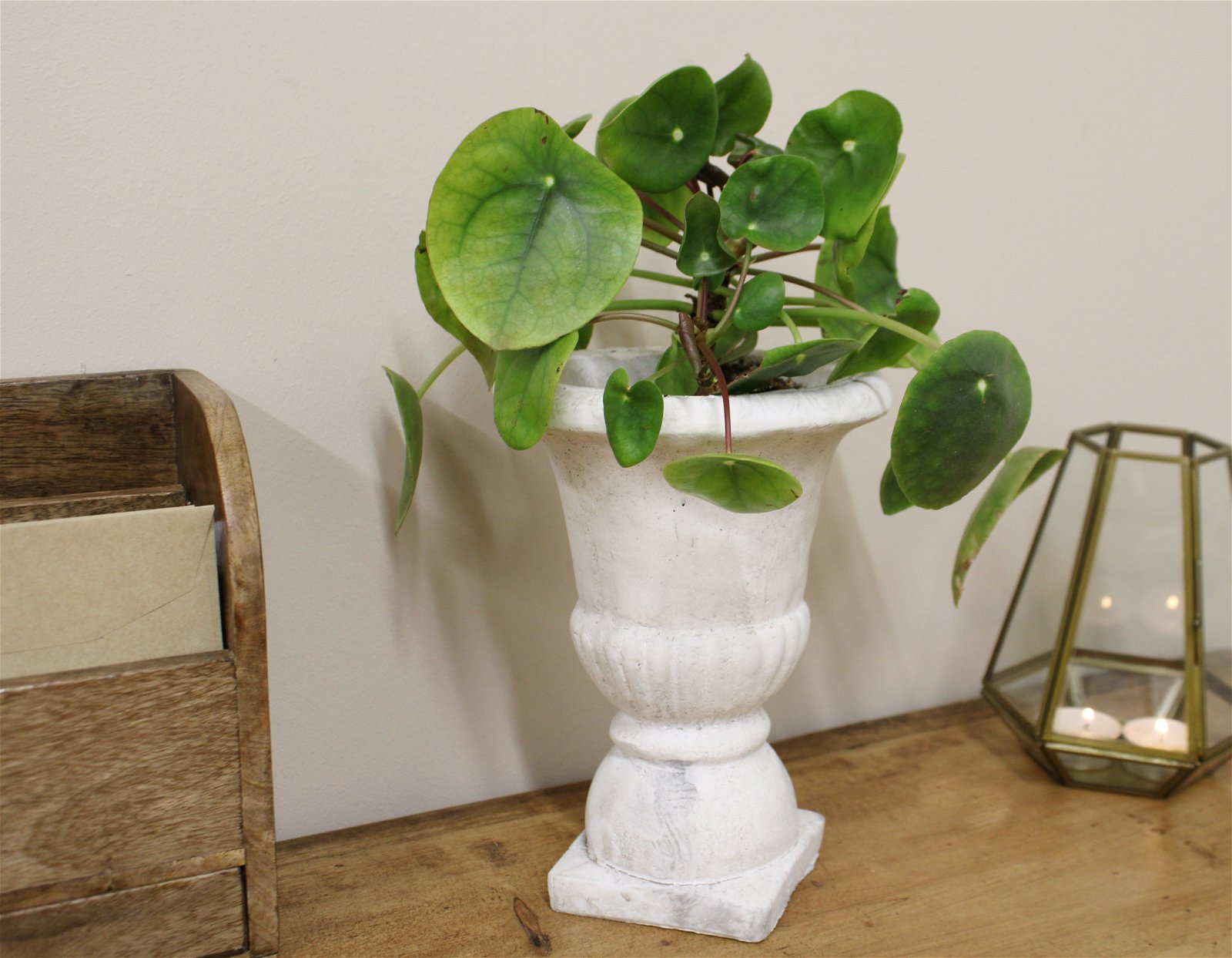 Classic Urn Planter - a Cheeky Plant