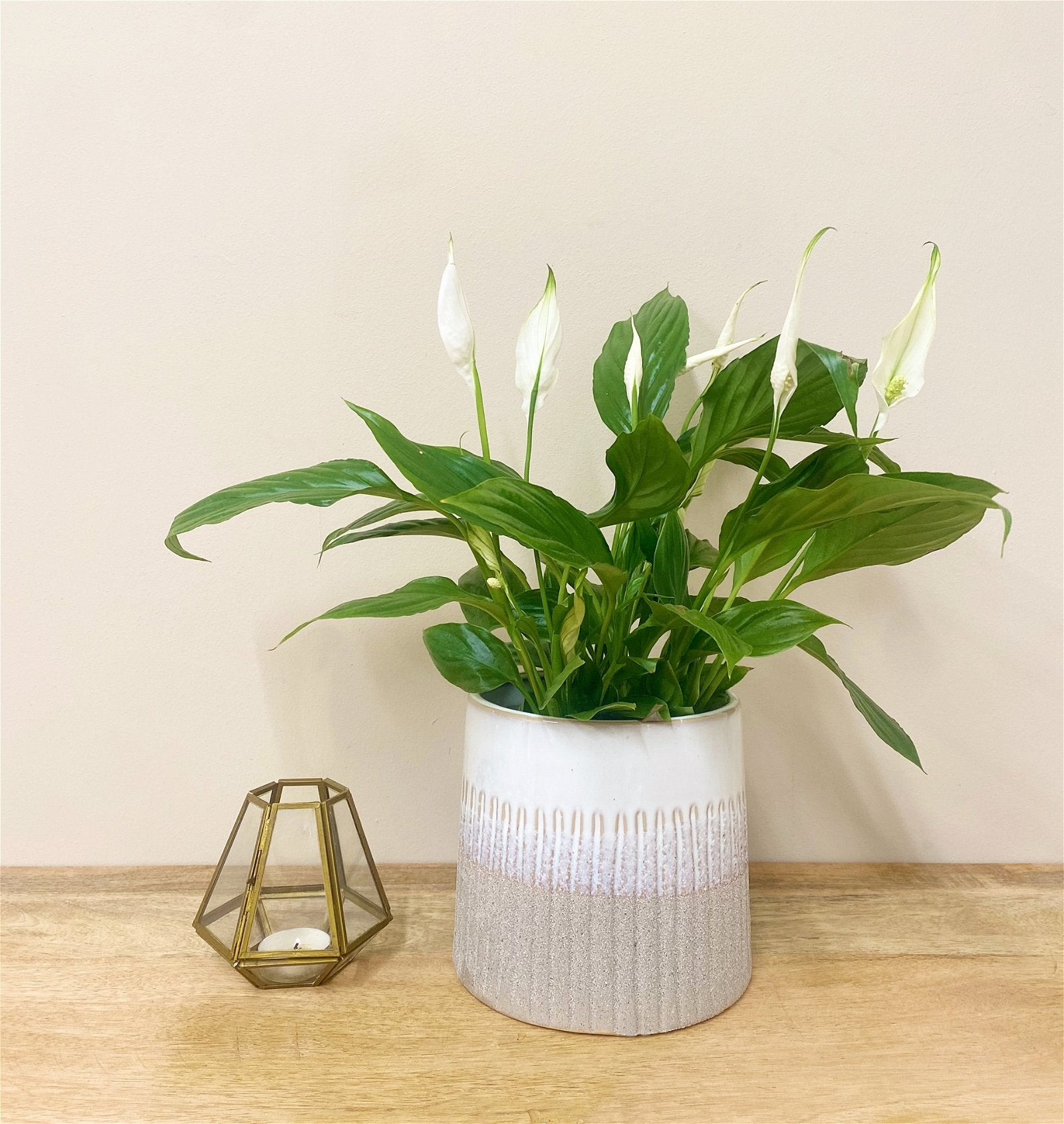 Grey Two-tone Textured Planter - a Cheeky Plant