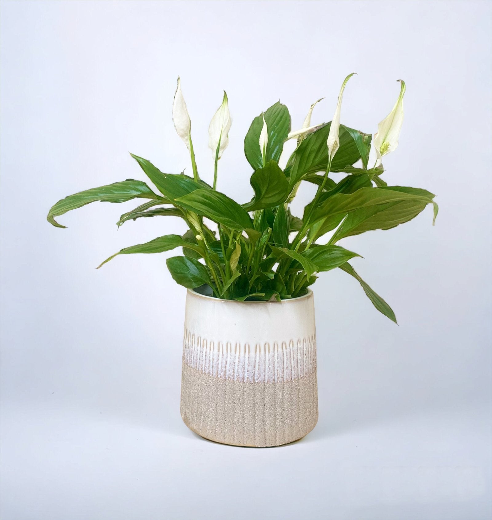 Grey Two-tone Textured Planter - a Cheeky Plant