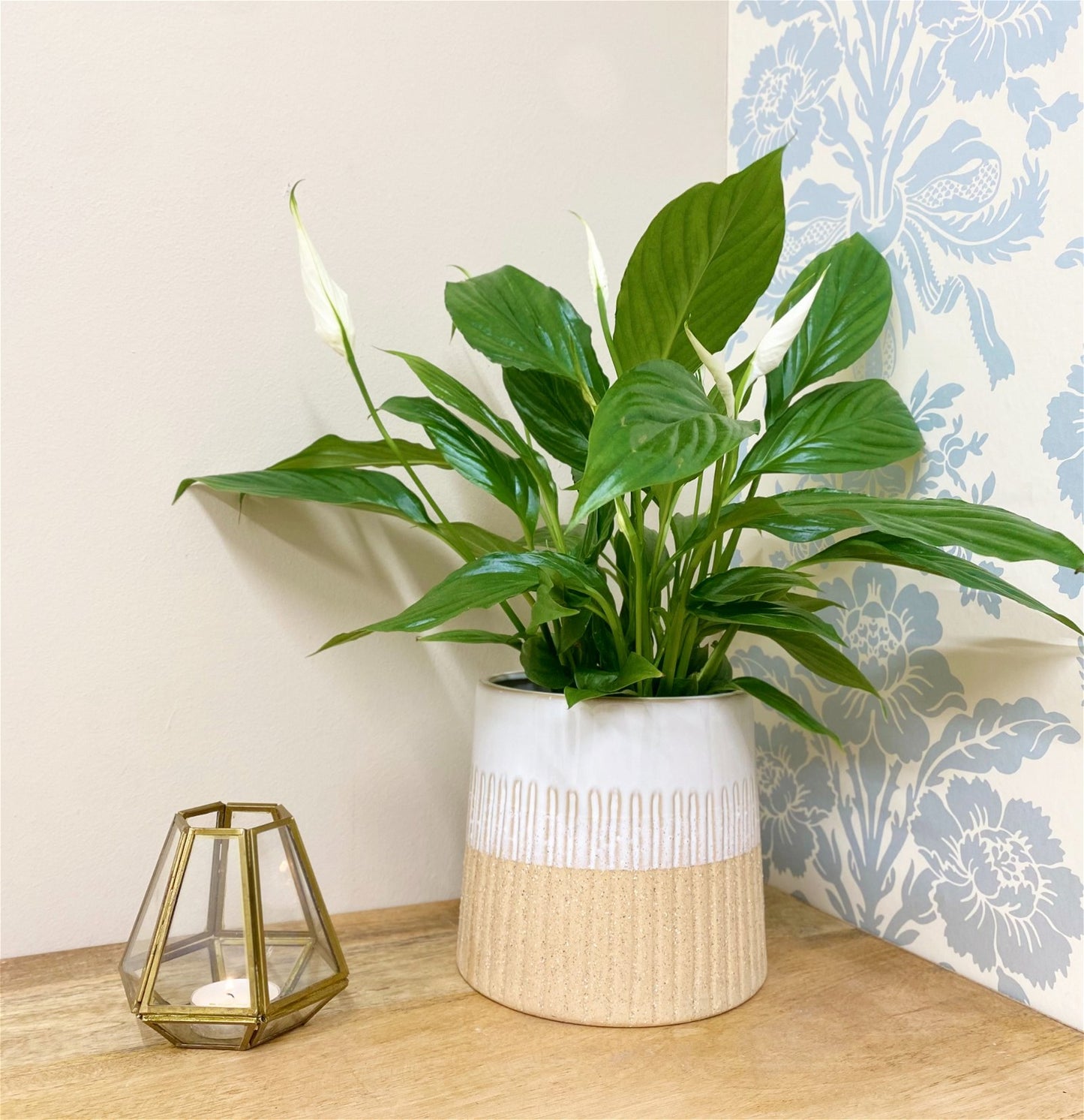 Two-tone Textured Ceramic Planter - a Cheeky Plant