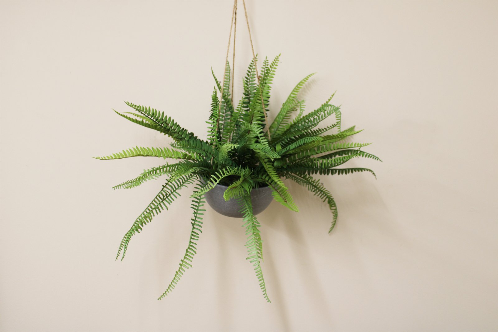 Hanging Fern In Pot - a Cheeky Plant
