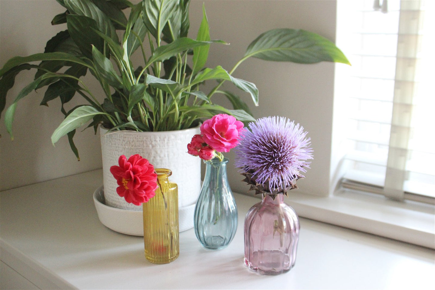 Set of Three Colour Glass Vases - a Cheeky Plant